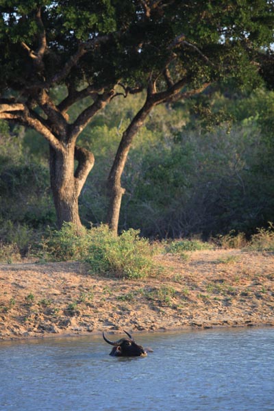 Buffel in poeltje